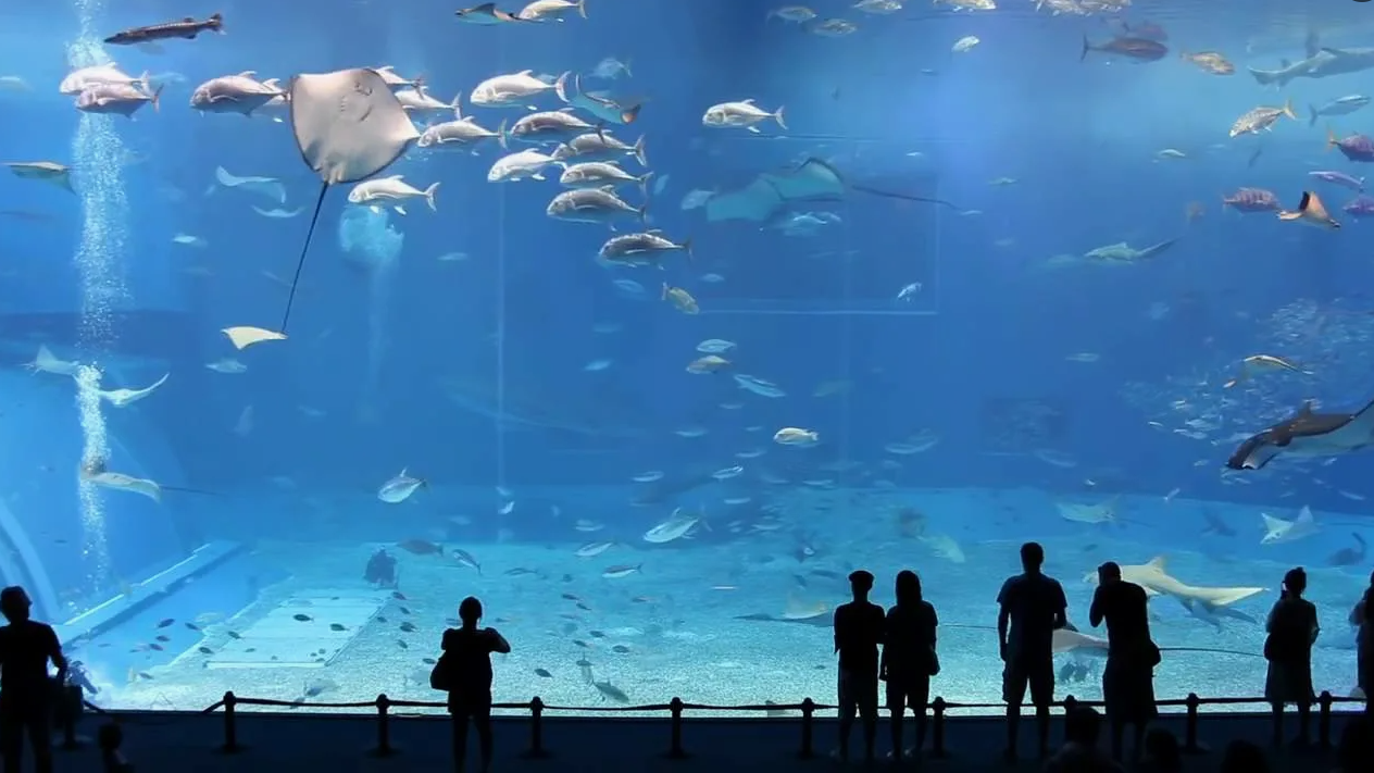 Океанариум S.E.A. Aquarium: подводный мир Сентозы
